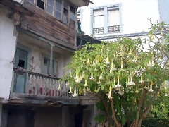 DSCN2553 DSCN2553