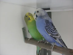 pareja 1 19-2-11 pareja 1 19-2-11