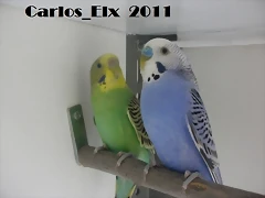 pareja 1 (1) 19-2-11 pareja 1 (1) 19-2-11
