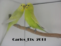 Rikki y Minnie (2) 19-2-11 Rikki y Minnie (2) 19-2-11