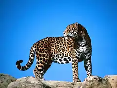 leopardos-4