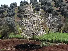 cerezo en flor