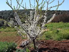 cerezo en flor 2