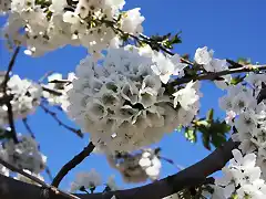 flor del cerezo