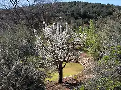 cerezo del chiclanero