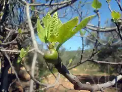 dispuesta a volar