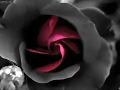 images_roses_gvd (7)