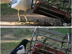 menjador_llops menjador_llops