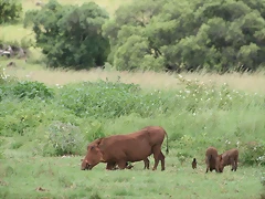 Rhino & Lion Nature Reserve 325
