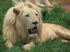 Rhino & Lion Nature Reserve 197