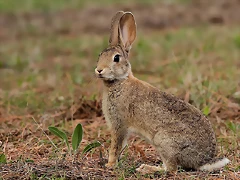Conejo Conejo
