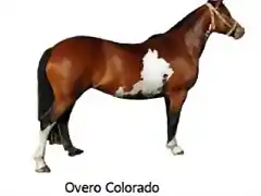 pelajes_de_caballos