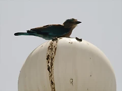IMG_9963 IMG_9963