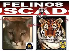 FELINOS