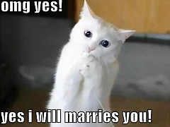 Cat-Proposal