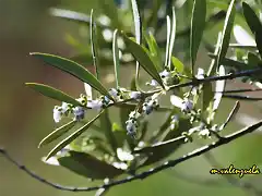 23, oliva en flor, marca