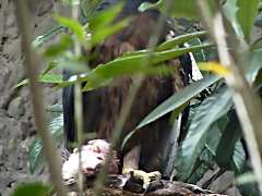 Oroaetus isidori (1-10-23 Zoo de Quito) Oroaetus isidori (1-10-23 Zoo de Quito)