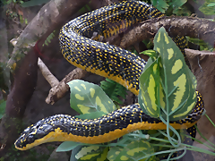 Pseustes shropshirei 4 (7-10-23 Bioparque Amaru) Pseustes shropshirei 4 (7-10-23 Bioparque Amaru)