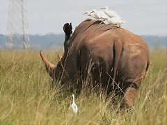 Rietvlei Nature Reserve 7-02-09 151 Rietvlei Nature Reserve 7-02-09 151