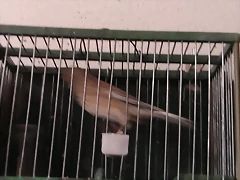 m1
