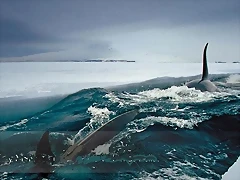 BALLENA22222