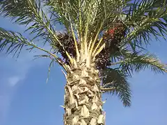 palmera azul 1