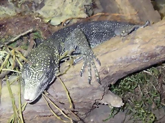 Varanus boehmei (11-8-13 Zoo de Plzen) Varanus boehmei (11-8-13 Zoo de Plzen)