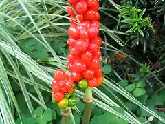 arum cylindraceum zetas