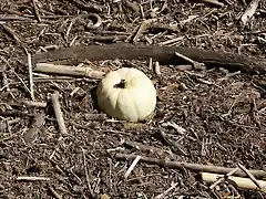 una calabaza ahogada entre palos