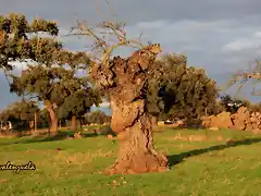 010, la sierra al atrdecer, marca