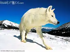 arctic_wolf_canis_lupus_tundrarum_adult_in_snow_ys1-1413004