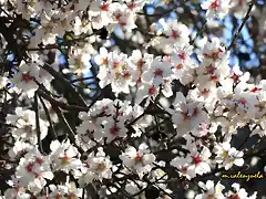 20, flores de almendro, marca