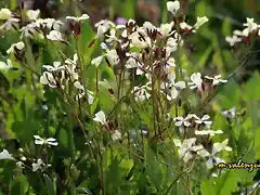 18, florecillas, marca