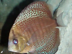 Symphysodon discus