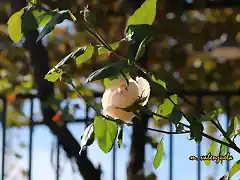 21, rosa baada de luz, marca