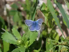 28, mariposa azul, marca