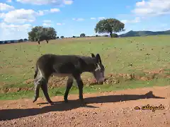 08, borrucho, marca