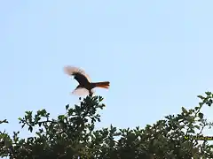 19, petirojo volando, marca