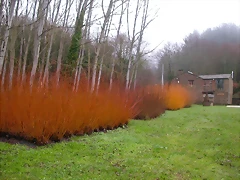 DSCN1006 DSCN1006