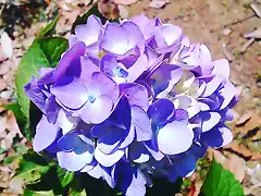 Purple Hydrangea