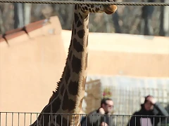 Escola en Català i Zoo de Barcelona 12-02-12 157 Escola en Català i Zoo de Barcelona 12-02-12 157