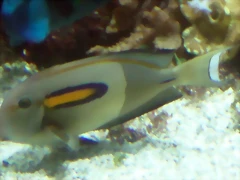 Acanthurus olivaceus