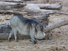 Zoo Barcelona 29-11-11 079