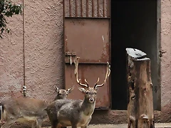 Zoo de Barcelona 15-11-11 198 Zoo de Barcelona 15-11-11 198