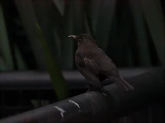 Zoo de Barcelona 15-11-11 332