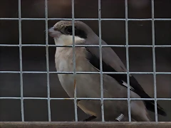 Zoo Barcelona 29-11-11 012