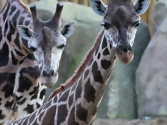 Zoo Barcelona 29-11-11 048