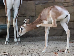 Zoo Barcelona 29-11-11 004