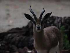 Zoo de Barcelona 15-11-11 347