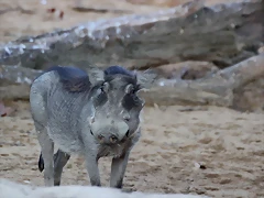 Zoo Barcelona 29-11-11 085